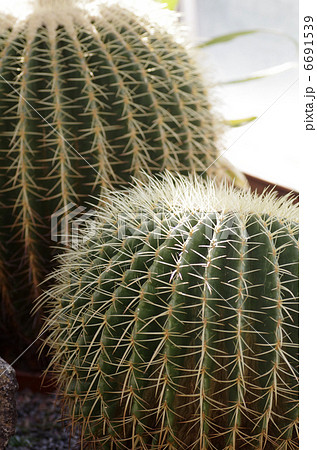 キンシャチ キンシャチ 6691539