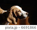 ビーグル犬 6691866