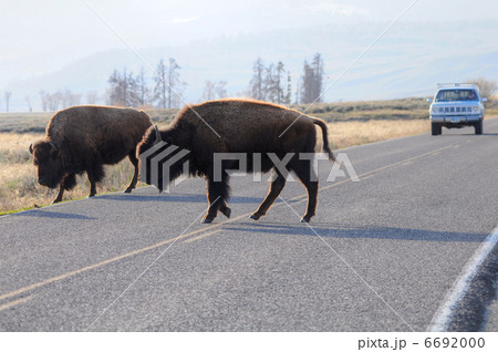 Buffalos on the road 6692000