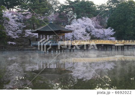 桜満開　朝もやの浮見堂 6692022