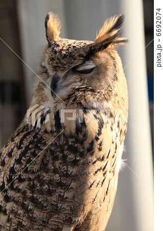 ミミズク ふくろう 猛禽類 トルクメニアンワシミミズク ミミズク ふくろう 猛禽類 トルクメニアンワシミミズク 6692074