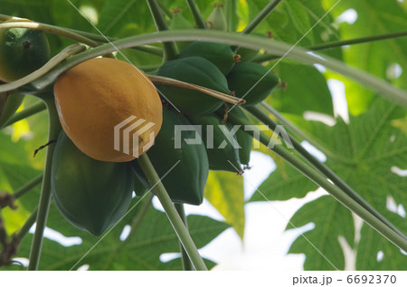 パパイアの果実 6692370