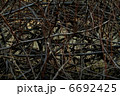 絡まる枝 6692425