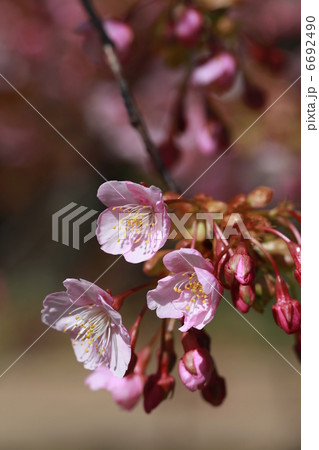 河津桜の開花 河津桜の開花 6692490