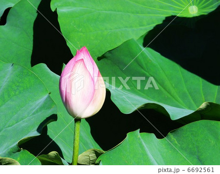 ハスの花 6692561