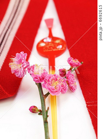 女の子のお祝いイメージ・紅梅と可愛い笄・帯に白バック縦位置 6692615