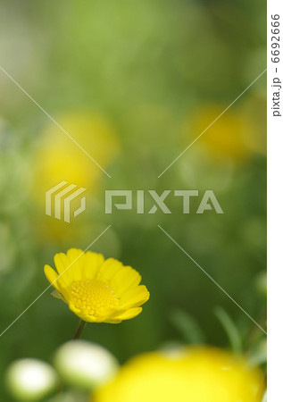 クリサンセマム　アップライトイエロー 6692666