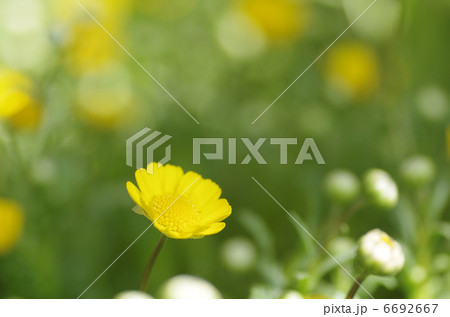 クリサンセマム　アップライトイエロー 6692667