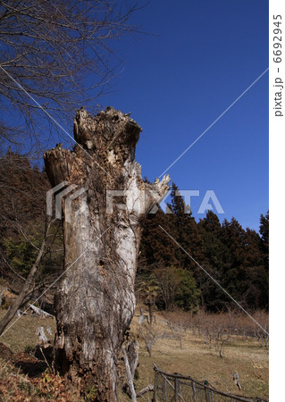 太い枯木 6692945