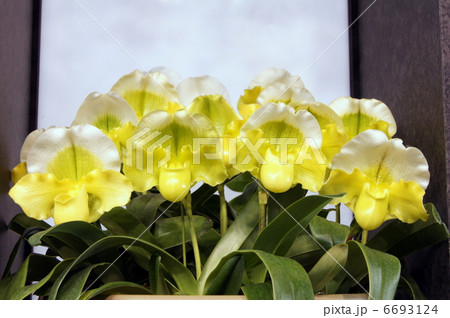 パフィオペディラム（世界らん展） 6693124