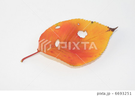 紅葉 桜の葉 紅葉 桜の葉 6693251