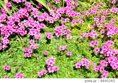 ピンクの花 6693265
