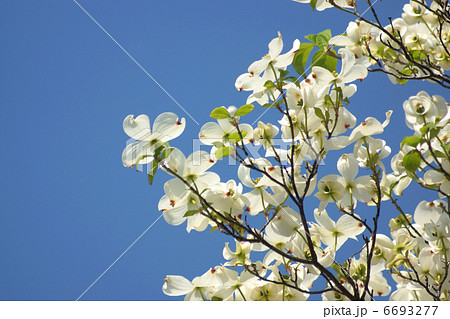 白いハナミズキ 白いハナミズキ 6693277