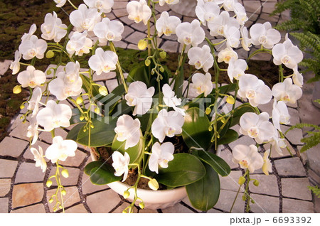 ライトアップされた白い胡蝶蘭（鉢植え） 6693392