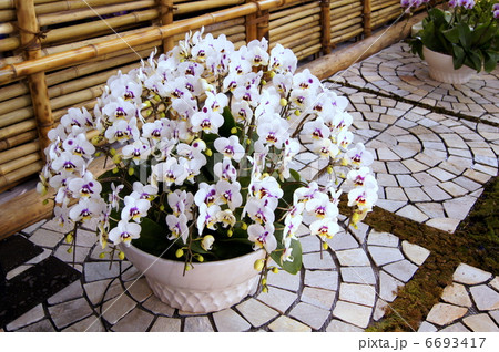 アプローチの白い胡蝶蘭(鉢植え) アプローチの白い胡蝶蘭(鉢植え) 6693417