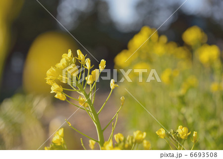 菜の花 菜の花 6693508