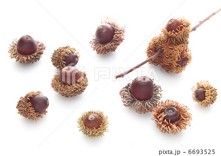 アベマキ アベマキ 6693525