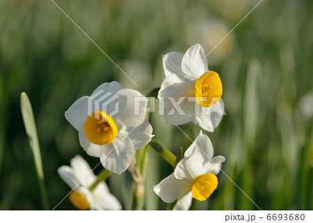 水仙の花 6693680