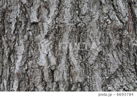 樹皮 6693784