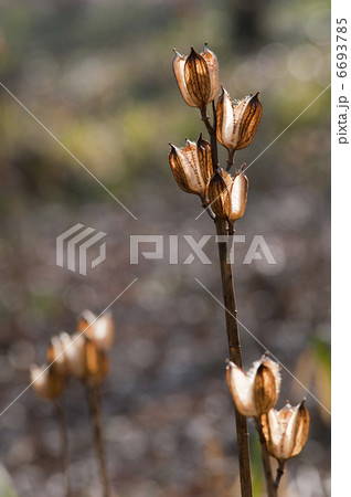 ウバユリの果実 6693785