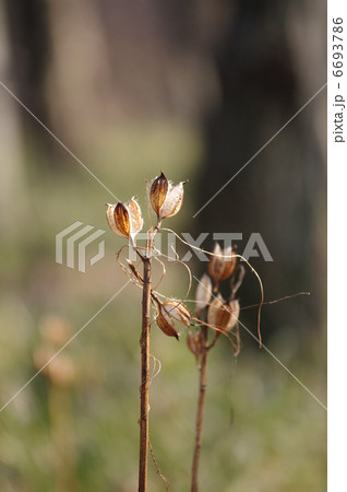 ウバユリの果実 6693786