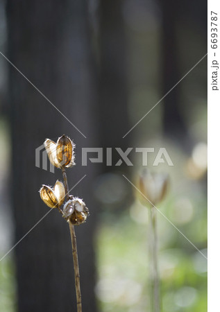 ウバユリの果実 6693787