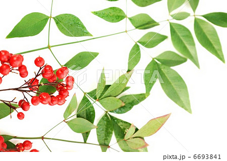 年賀状背景素材・南天の実と葉・白バック水平横位置 6693841