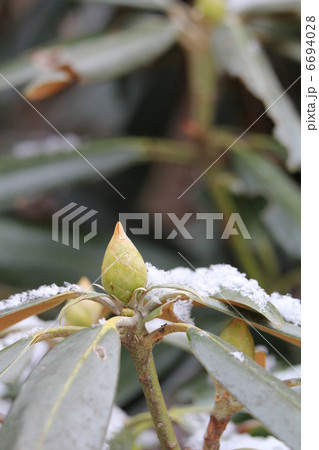 冠雪したツクシシャクナゲ 6694028