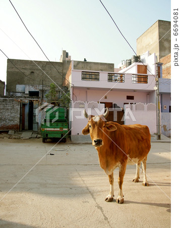 インド牛！ 6694081