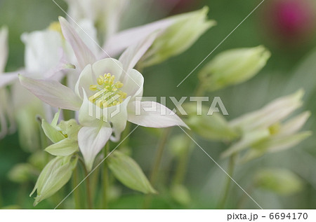 セイヨウオダマキ 6694170