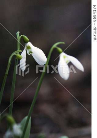 スノードロップ スノードロップ 6694174
