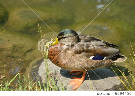 カモ カモ 6694450