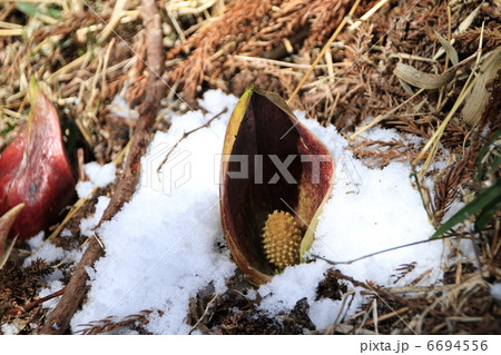 ザゼンソウ 6694556