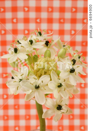 オーニソガラム・サンデルシー 6694900