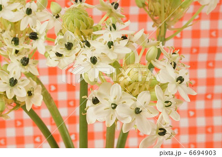 オーニソガラム・サンデルシー オーニソガラム・サンデルシー 6694903