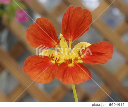 ナスタチユーム 赤色 花の写真素材