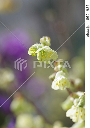 ヒュウガミズキの花 6694985
