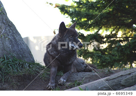 オオカミ 6695349