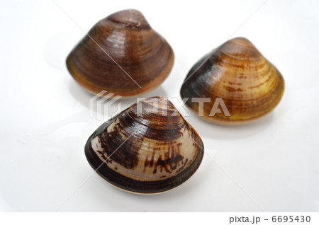 国産の地はまぐり（三重県産）。 6695430