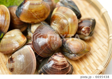 国産の地はまぐり(三重県産・熊本産)。 国産の地はまぐり(三重県産・熊本産)。 6695438
