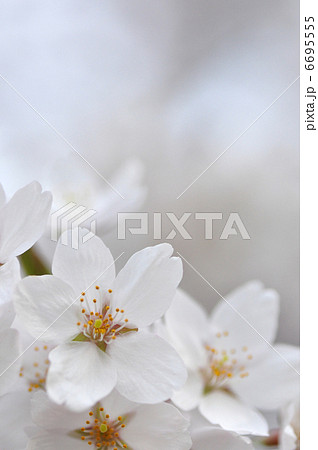 桜 桜 6695555