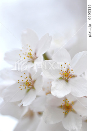 桜 桜 6695556