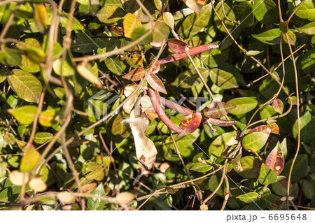 テイカカズラの種２ 6695648