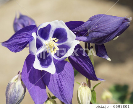 オダマキ 花 青色 オダマキ 花 青色 6695801