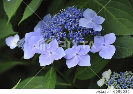 アジサイ 6696086