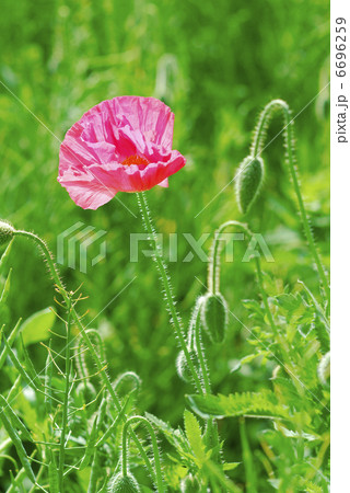 ポピー 6696259