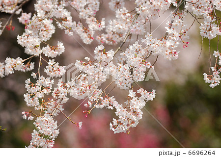 桜 6696264