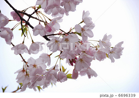 桜 6696339