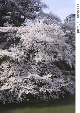 東京の桜 東京の桜 6696443