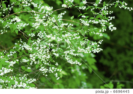 春の花 6696445